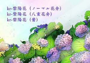 ブラシ：kr-紫陽花（ノーマル花弁）、kr-紫陽花（八重花弁）、kr-紫陽花（蕾）
