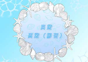 ブラシ：貝殻、貝殻（影有）