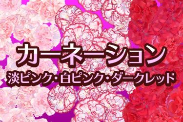 ブラシ：カーネーション（淡ピンク、白ピンク、ダークレッド）