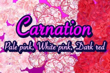 Brush：Carnation (Pale pink, White pink, Dark red)